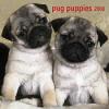 Pug Puppies calendar $12.99